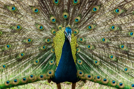 green beautiful peacockの写真素材