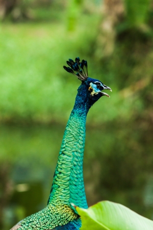 green beautiful peacockの写真素材