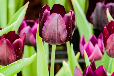 colorful tulipsの写真素材