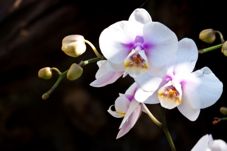 beautiful purple orchidの写真素材