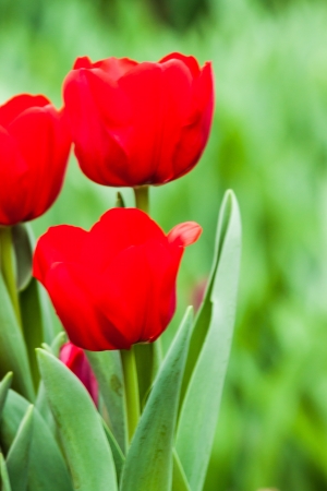 colorful tulipsの写真素材