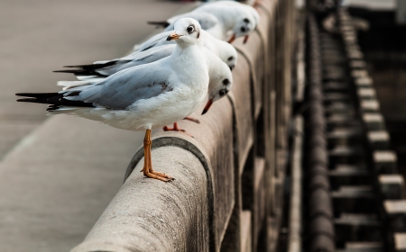 seagullの写真素材