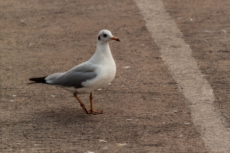 seagull