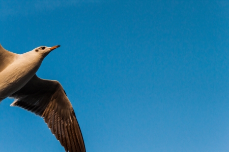 seagullの写真素材