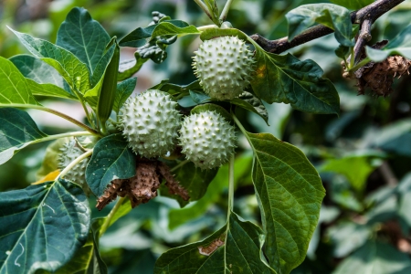 Fruits and vegetablesの写真素材