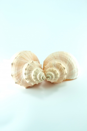 Marine sea shell in a studio setting against a white background
