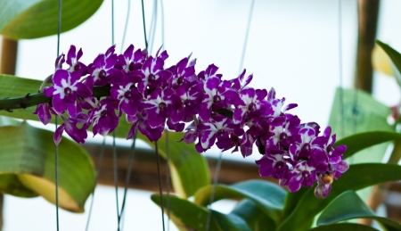 beautiful purple orchid