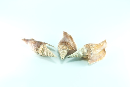 Marine sea shell in a studio setting against a white background