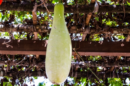 Wax gourdの写真素材
