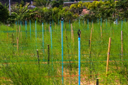 Asparagusの写真素材