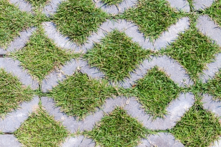 Beautiful green grassの写真素材