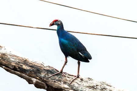 Endangered species Pukeko  Porphiro Porphiro  Gallinuleの写真素材