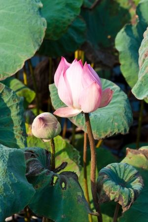 lotus on the Riverの写真素材