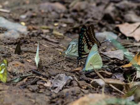 Monarch Butterflyの写真素材