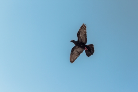 seagullの写真素材