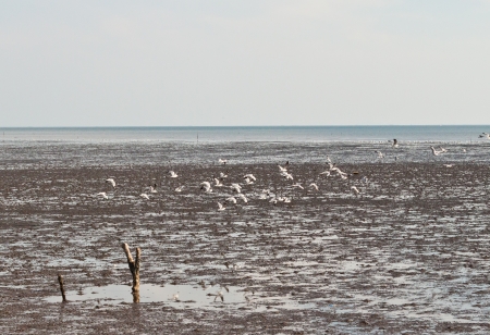 seagull
