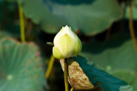 lotus on the Riverの写真素材