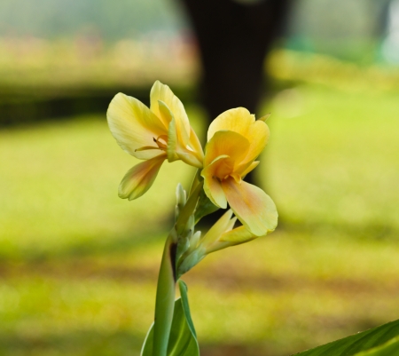 colorful flowers that are beautifulの写真素材