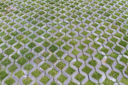 Beautiful green grassの写真素材