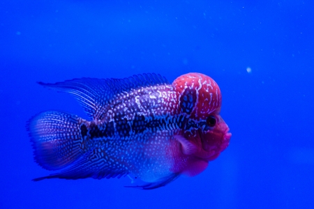 fish nativeの写真素材