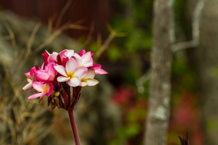 colorful flowers that are beautifulの写真素材