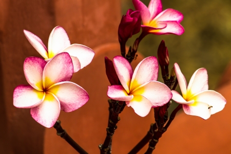 colorful flowers that are beautifulの写真素材