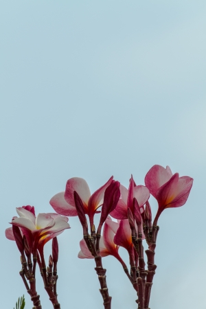 colorful flowers that are beautifulの写真素材