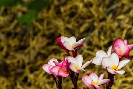 colorful flowers that are beautifulの写真素材