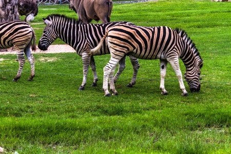Wild Zebraの写真素材