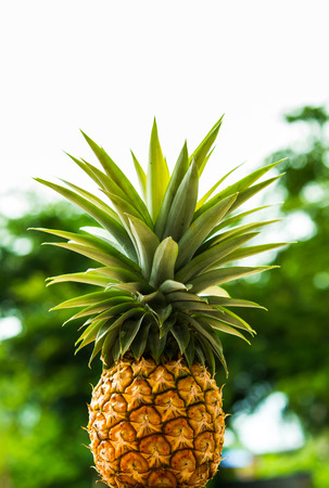 pineappleの写真素材