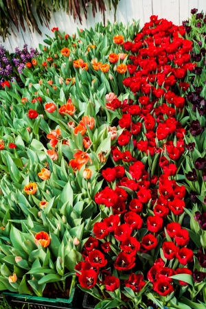 colorful tulipsの写真素材