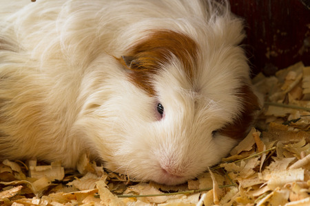 Guinea pig (Cavia porcellus) is a popular pet.の写真素材