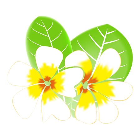 Frangipani and leaves Isolated On White Backgroundのイラスト素材