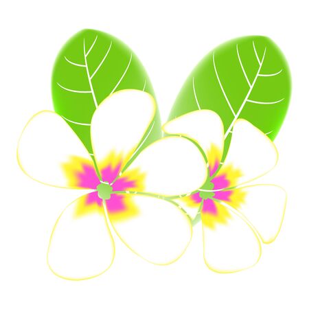 Frangipani and leaves Isolated On White Backgroundのイラスト素材