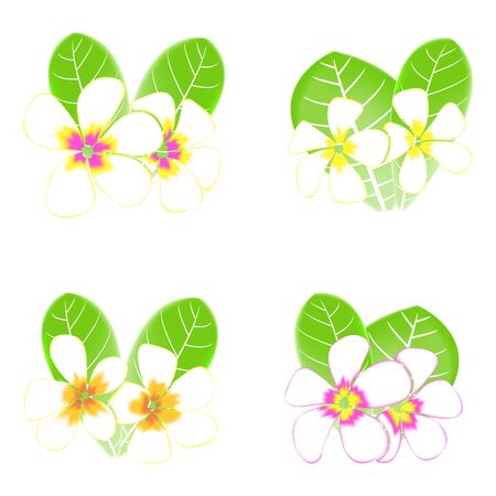 Frangipani and leaves Isolated On White Backgroundのイラスト素材