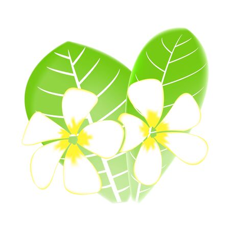 Frangipani and leaves Isolated On White Backgroundのイラスト素材