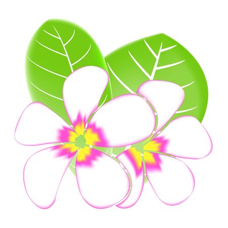 Frangipani and leaves Isolated On White Backgroundのイラスト素材