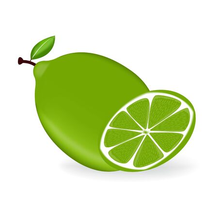 Fresh green lemon fruits with leaf.のイラスト素材