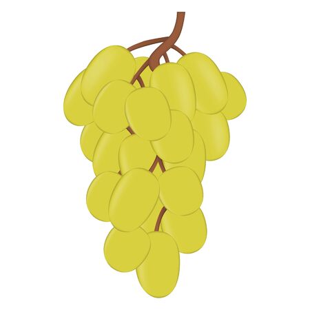 Realistic fresh bunch of grapes  on white background.のイラスト素材