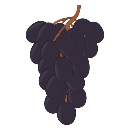 Realistic fresh bunch of grapes  on white background.のイラスト素材