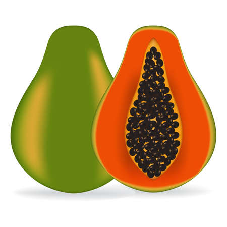 Vector illustration fresh papayaのイラスト素材