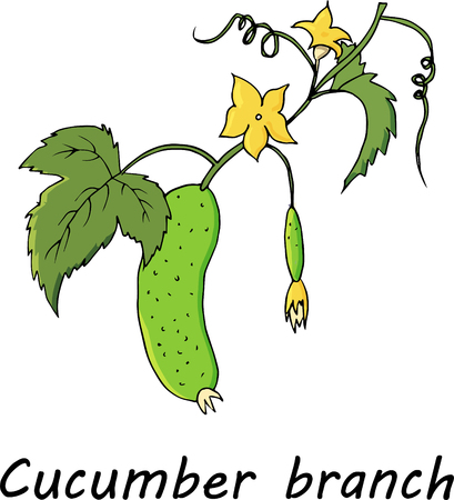 green cucumber branch. Hand draw illustration isolated on white backgroundのイラスト素材