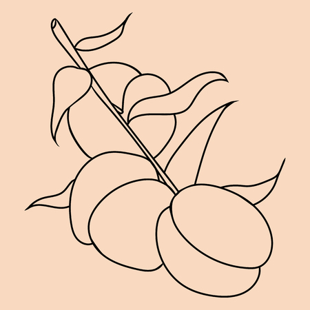 Hand drawn illustration of peach in cartoon style. Perfect for menu, card, textile, seasonal designのイラスト素材
