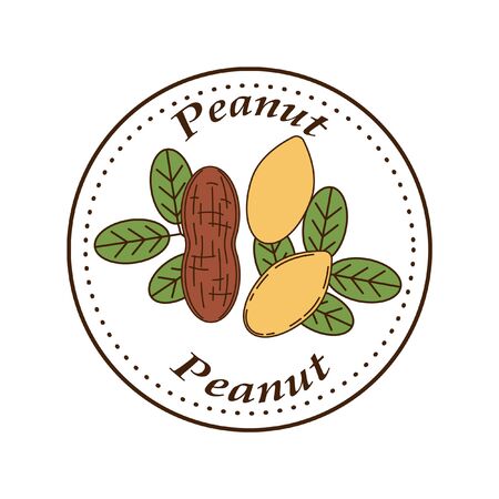 Vector peanut in cartoon style. illustration for design and web isolated on white background.のイラスト素材