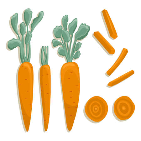 carrot collection in cartoon style. Bright carrot vegetables isolated on white background. Healthy organic carrots with leaves and carrot slices for autumn farm market design.のイラスト素材