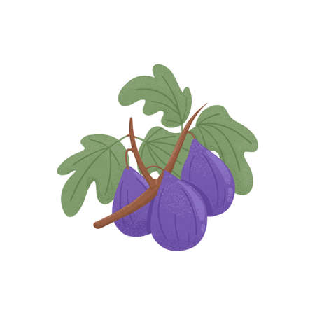 Ripe figs. Sweet figs fruit on branch with leaves vector hand drawn illustration on white background.の写真素材