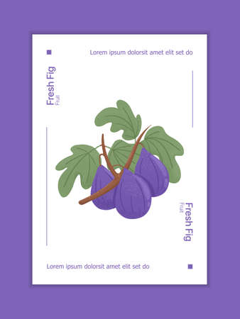 Fresh figs card design. Sweet figs fruit on branch with leaves vector hand drawn poster concept.のイラスト素材