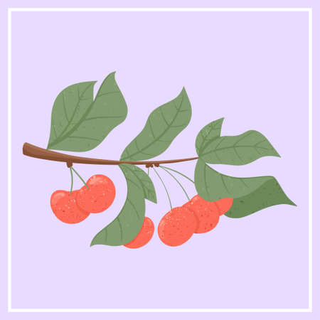 Ripe cherries. Sweet cherry berry on branch with leaves vector hand drawn illustration on violet...