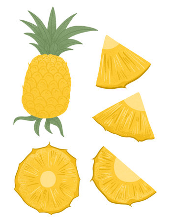 Set of Ripe pineapple pieces. Sweet pineapple fruit vector hand drawn illustration on white background.のイラスト素材