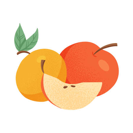 Ripe apples. Sweet red and yellow apples, whole and sliced fruit vector hand drawn illustration on white background.のイラスト素材